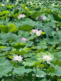 珠海｜夢境般荷花盛開的6月天🪷💓