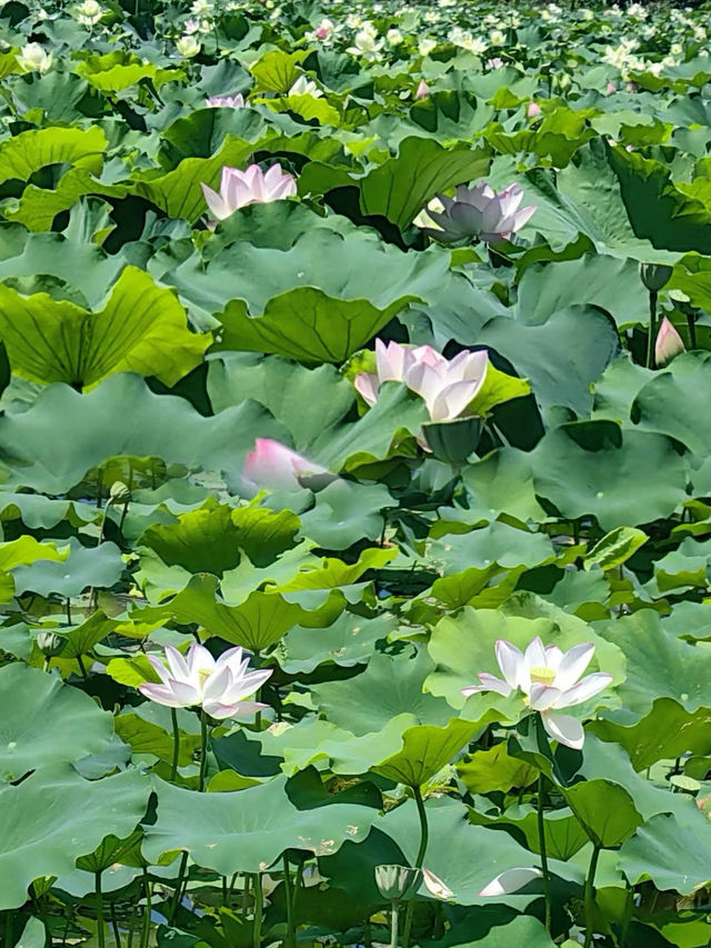 珠海｜夢境般荷花盛開的6月天🪷💓