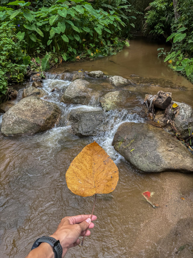 ฤดูฝนที่บ้านป่าเหมี้ยง จ.ลำปาง 🏡⛰️🌧️🌳