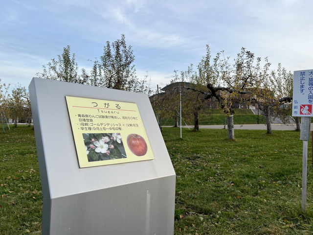 🍎 Apple Wonderland in Hirosaki – A Family Delight!