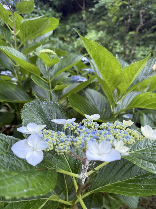 華やかな朱塗りに癒される⛩江島神社・中津宮で美しい時間を🌸