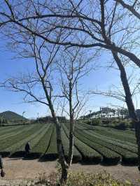 Jeju’s Innisfree Café & Green Tea Fields – A Dreamy Stop for Beauty Lovers and Nature Seekers