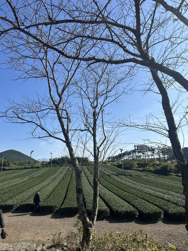 Jeju’s Innisfree Café & Green Tea Fields – A Dreamy Stop for Beauty Lovers and Nature Seekers