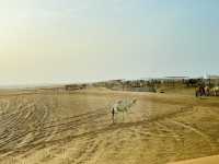 Dunes & Dreams: A Desert Adventure in Dubai