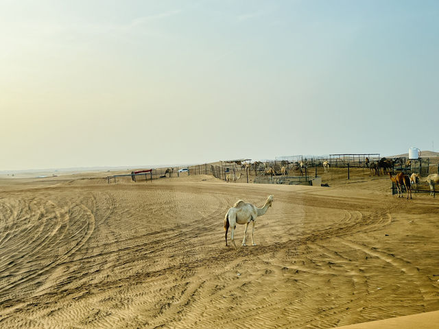 Dunes & Dreams: A Desert Adventure in Dubai