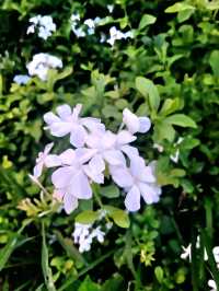 The Serene Floral Garden in Japanese gardens