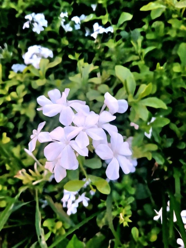 The Serene Floral Garden in Japanese gardens