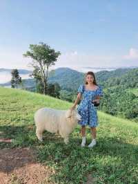 Akha FarmVille ดอยช้าง เชียงราย