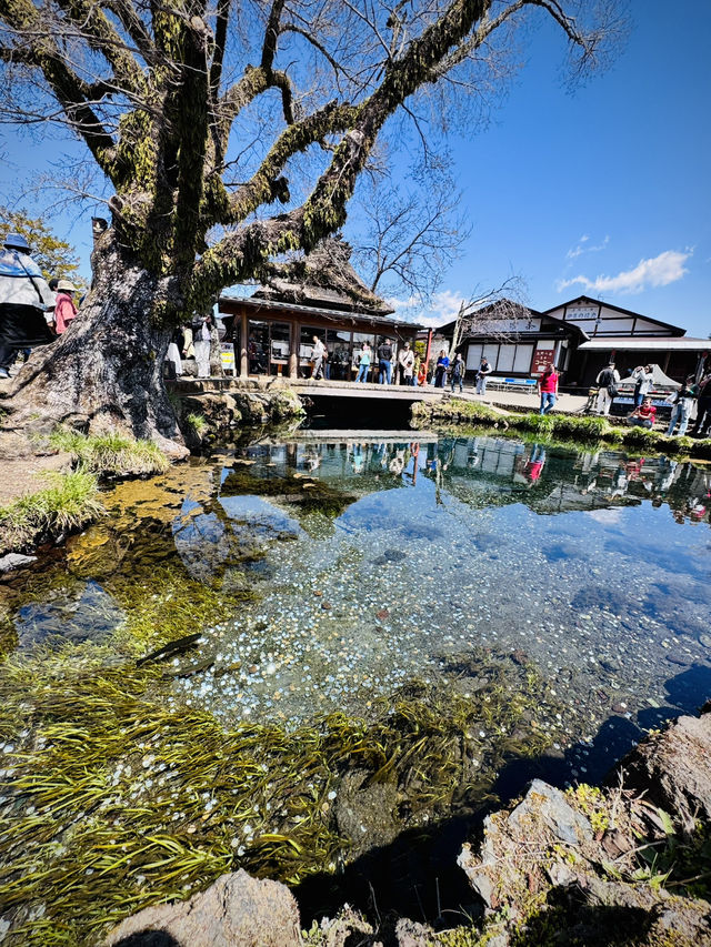 Day Trip Fuji Japan