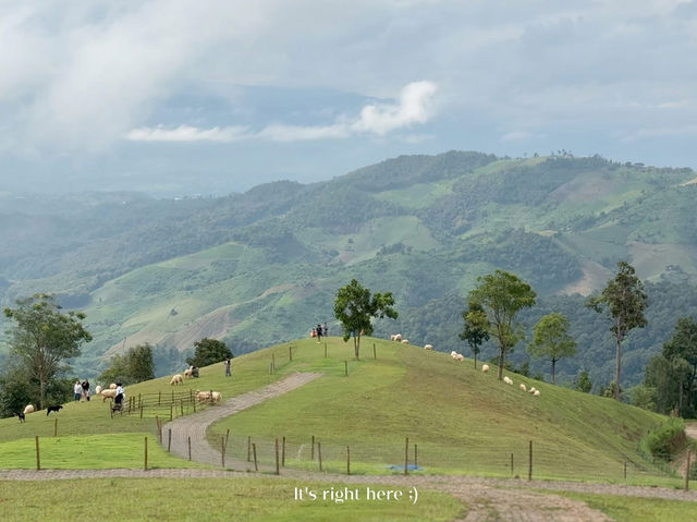 🌿 Akha Farm ดอยช้าง – ฟาร์มแกะสุดอบอุ่น 🐑