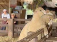 🌿 Akha Farm ดอยช้าง – ฟาร์มแกะสุดอบอุ่น 🐑