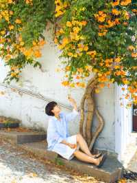 주황빛 여름 능소화로 물드는 거제 보광사🧡