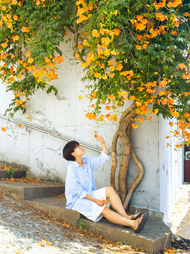 주황빛 여름 능소화로 물드는 거제 보광사🧡