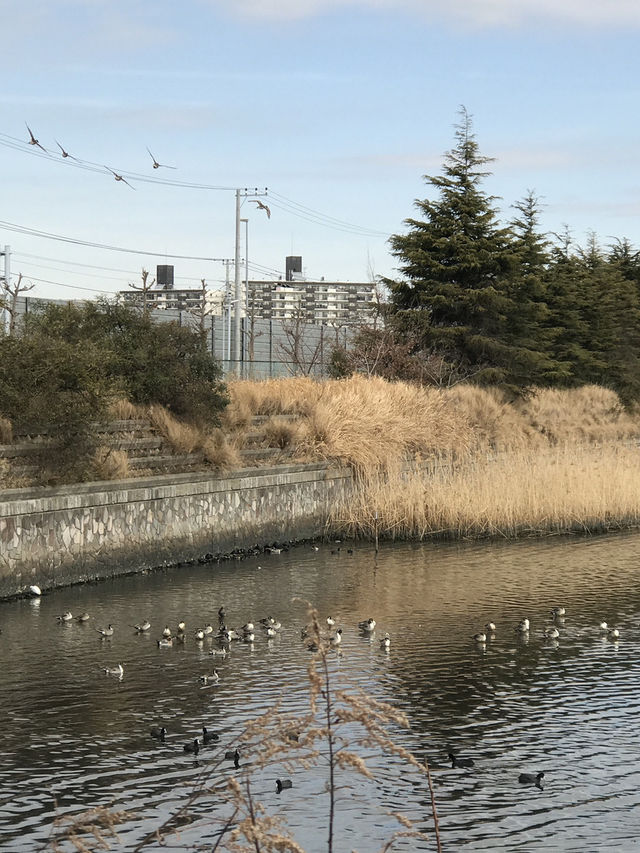 【千葉　習志野　谷津干潟公園と谷津バラ園】 