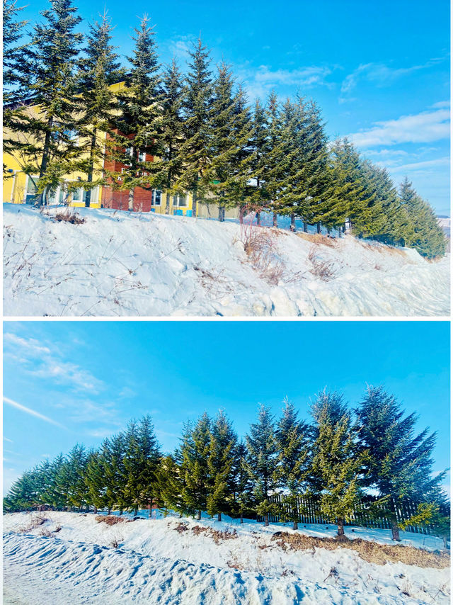 【北海道】Ken & Mary之木：矗立於雪地的白楊樹
