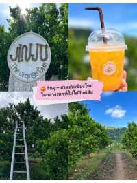 🍊Jinju The Orange Farm  ฟาร์มส้มจินจู เชียงใหม่