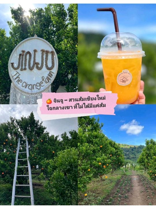 🍊Jinju The Orange Farm  ฟาร์มส้มจินจู เชียงใหม่