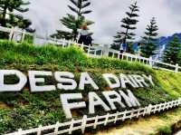 Sabah’s Little New Zealand: A Morning at Desa Cattle Dairy Farm