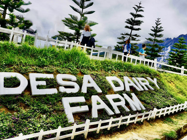 Sabah’s Little New Zealand: A Morning at Desa Cattle Dairy Farm