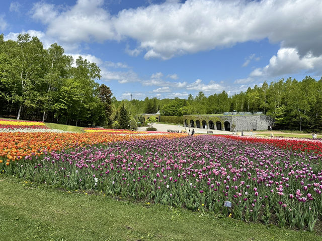 北海道賞花季節💐滿開的鬱金香花田🌷