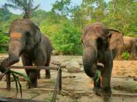 Get Wild at Khao Kheow Open Zoo