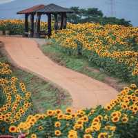 Gangju Village (강주마을): A Hidden Slice of Traditional Korea in South Jeolla