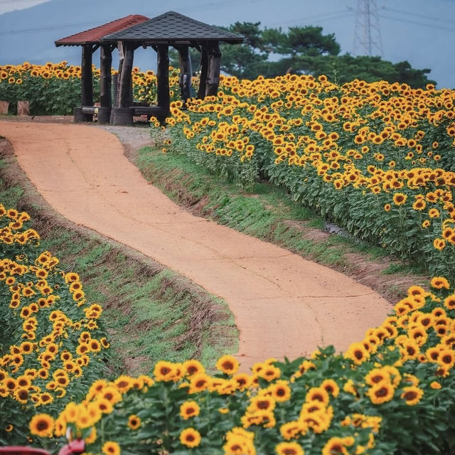 Gangju Village (강주마을): A Hidden Slice of Traditional Korea in South Jeolla