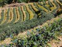 ไร่ชาเมาคง (Maokong Tea Garden)