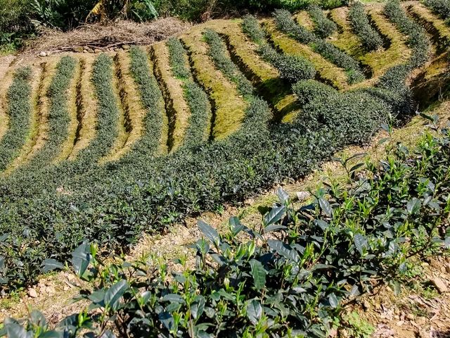ไร่ชาเมาคง (Maokong Tea Garden)