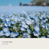 Uminonakamichi Seaside Park | ฟุกุโอกะ
