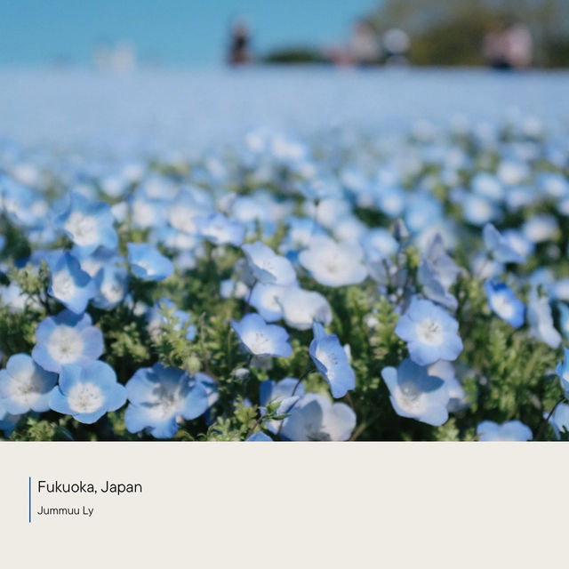 Uminonakamichi Seaside Park | ฟุกุโอกะ