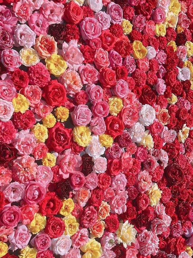 【エコパーク水俣バラ園】色とりどりのバラに包まれる、癒しの花園🌹🌞