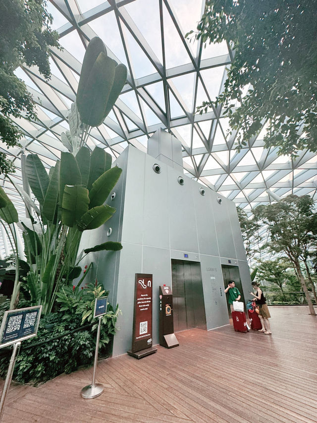 ✨A Layover That Felt Like a Vacation – My Amazing Experience at Changi Airport ✨