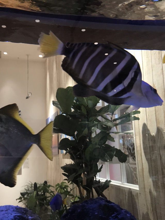 🐠 買い物中に癒やしのひととき──RHC Ron Herman MARK ISの水槽に癒される
