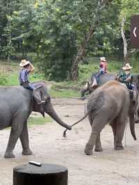 maetaeng elephant park