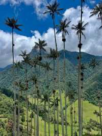 Hiking Through Giant Palms in Valle de Cocora