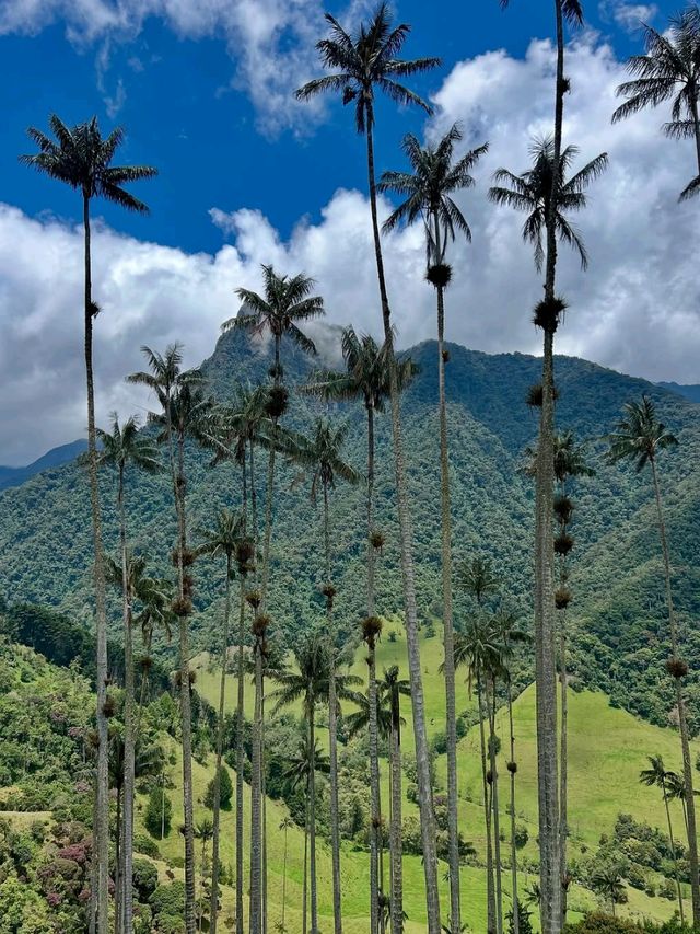Hiking Through Giant Palms in Valle de Cocora Hiking Through Giant Palms in Valle de Cocora