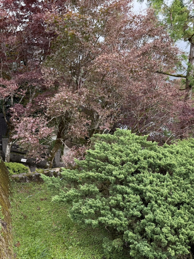 太平山森林遊樂區