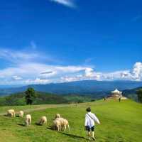 Akha FarmVille  ฟาร์มแกะสุดชิค