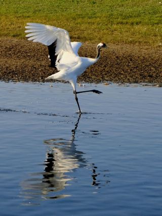 [Zhalong Nature Reserve｜The Dream Home of the Red-crowned Crane]