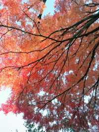 🍁【秋の乃木坂さんぽ 〜紅葉と公園から赤坂・六本木へ〜】