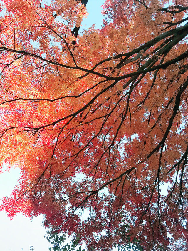 🍁【秋の乃木坂さんぽ 〜紅葉と公園から赤坂・六本木へ〜】
