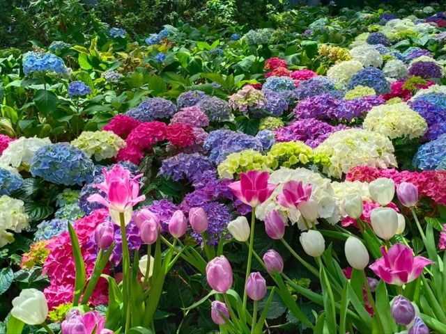 สวนดอกไม้เมืองหนาว นิทรรศน์พรรณพฤกษา จ.ระยอง
