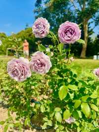 🌹คาเฟ่กลางสวนกุหลาบใหญ่ถึง70ไร่ ที่วังน้ำเขียว 🌹