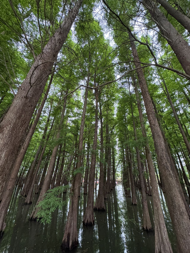 感受神級養肺之旅，在鼎湖深呼吸