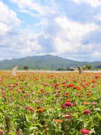 지금 경주엔 알록달록 가을꽃들이 가득 피었어요💐