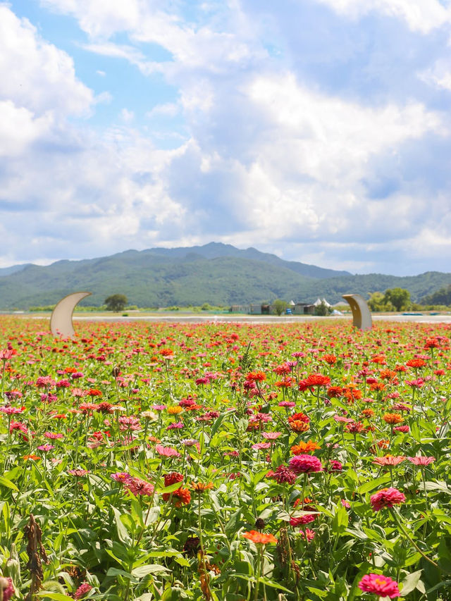 지금 경주엔 알록달록 가을꽃들이 가득 피었어요💐
