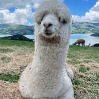 Shamarra Alpacas – Cuddles, Cashmere & Craggy Harbour Views at Akaroa
