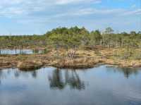 Explore Nature on Ķemeri Bog Trail