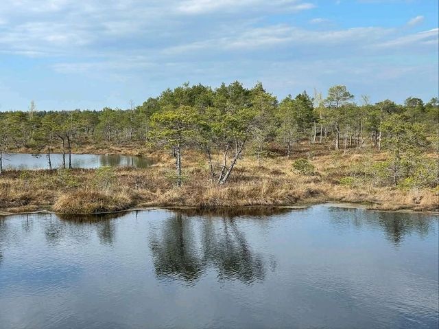 Explore Nature on Ķemeri Bog Trail